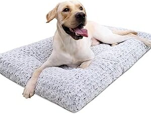 dog shock collar (copy)